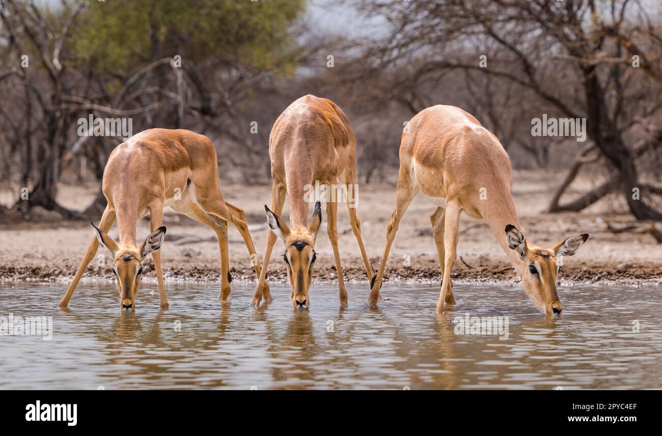 Impala antelope (Aepyceros melampus) drinking at a waterhole, Kalahari Desert, Botswana, Africa Stock Photo