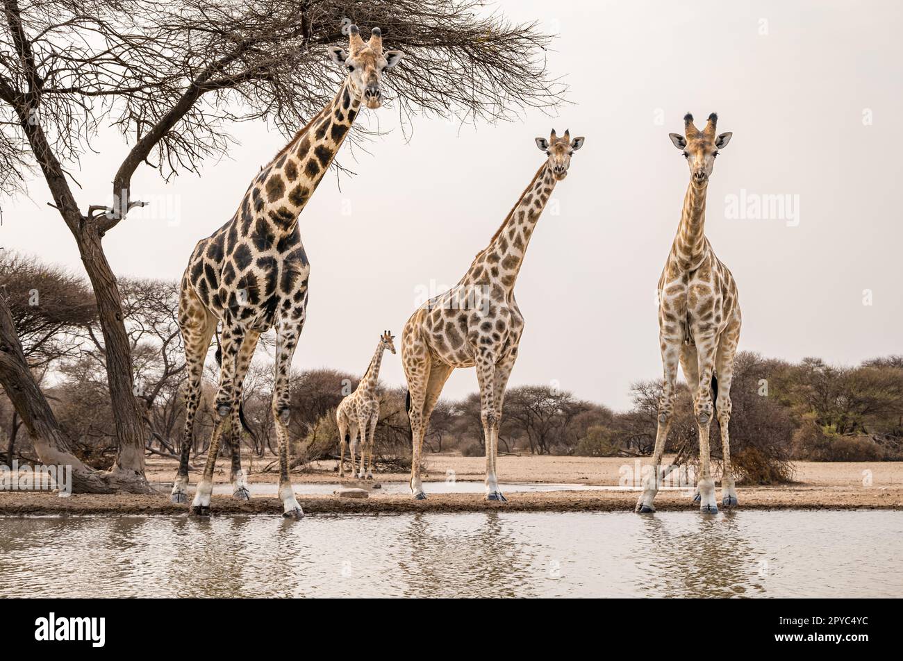 A group of giraffes (Giraffa camelopardalis) at a waterhole, Kalahari Desert, Botswana, Africa Stock Photo