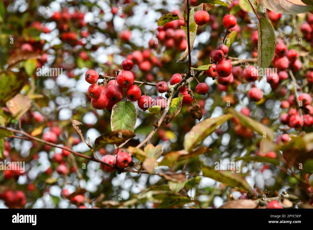 https://c8.alamy.com/comp/2PYC5EP/cherry-apple-with-red-fruits-malus-baccata-2PYC5EP.jpg