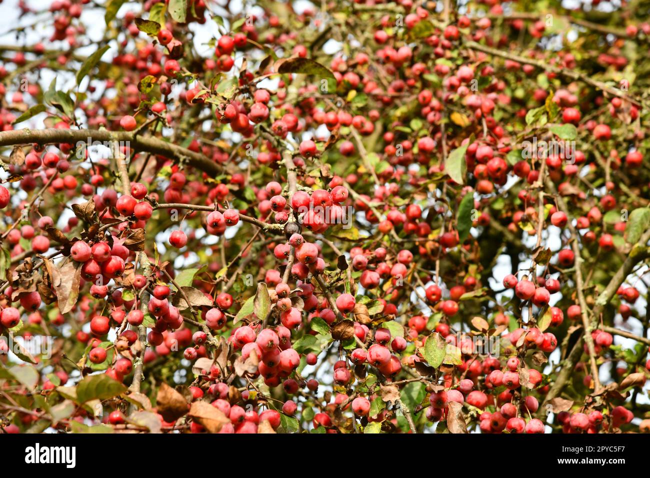 Cherry apple with red fruits- Malus baccata Stock Photo
