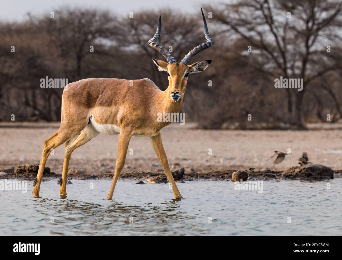 Impala antelope (Aepyceros melampus) at a waterhole, Kalahari Desert, Botswana, Africa Stock Photo