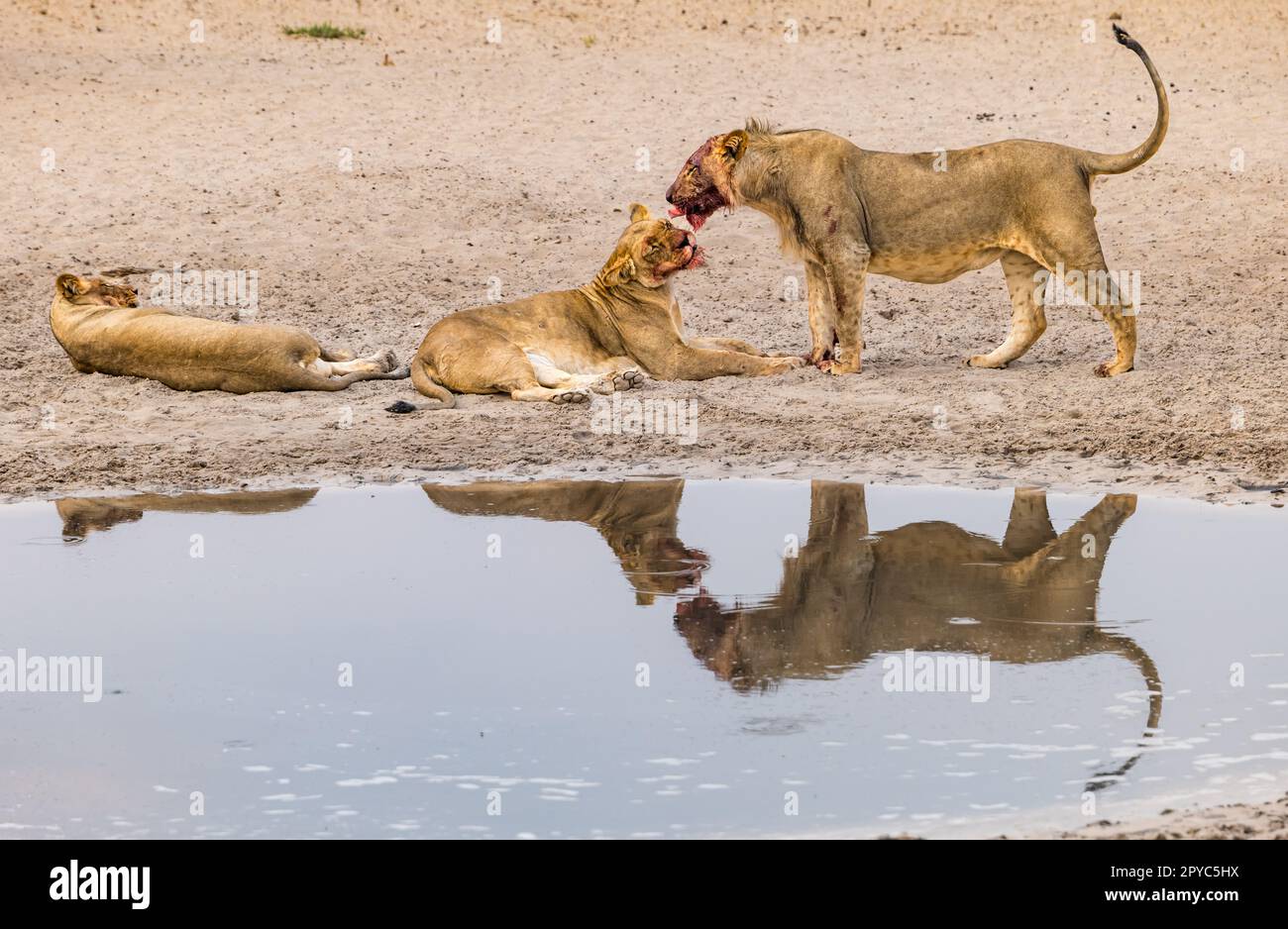 A female lion licking the face of her juvenile male offspring after a kill at a waterhole, Kalahari Desert, Botswana, Africa Stock Photo
