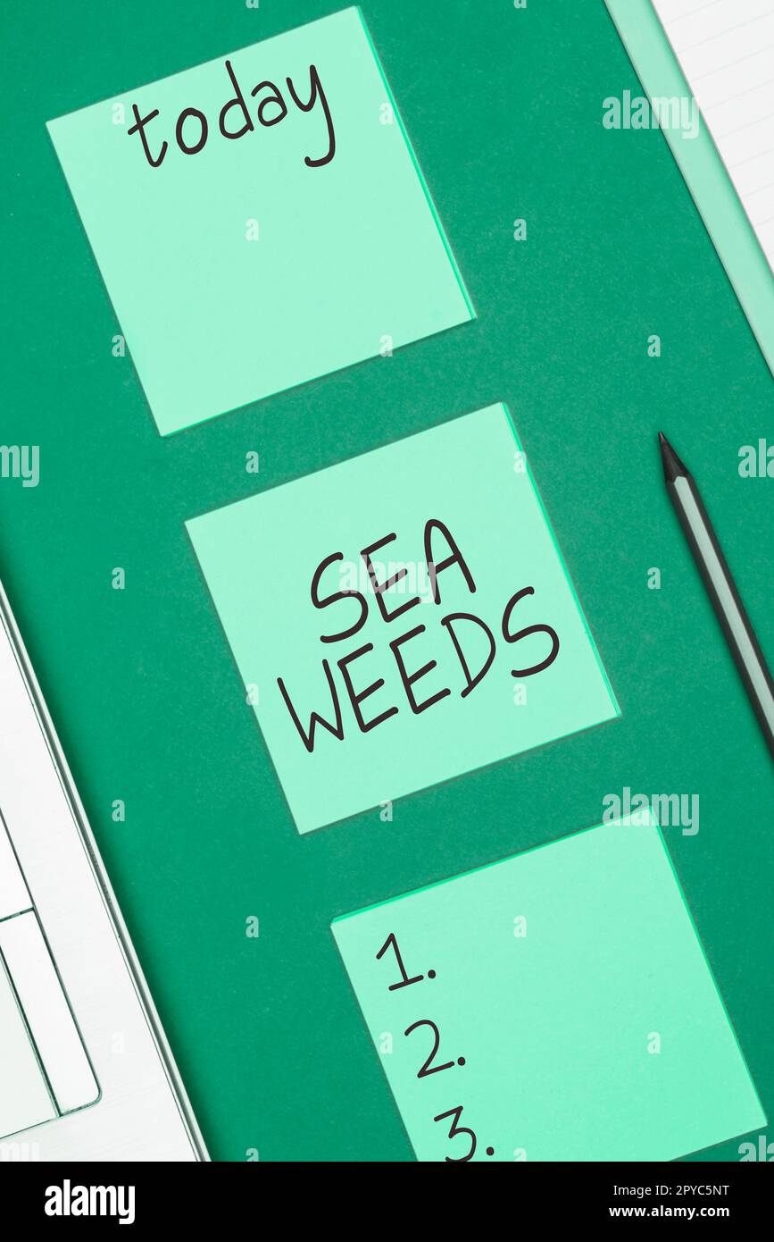 Conceptual display Sea Weeds. Business showcase Large algae growing in the sea or ocean Marine plants flora Stock Photo
