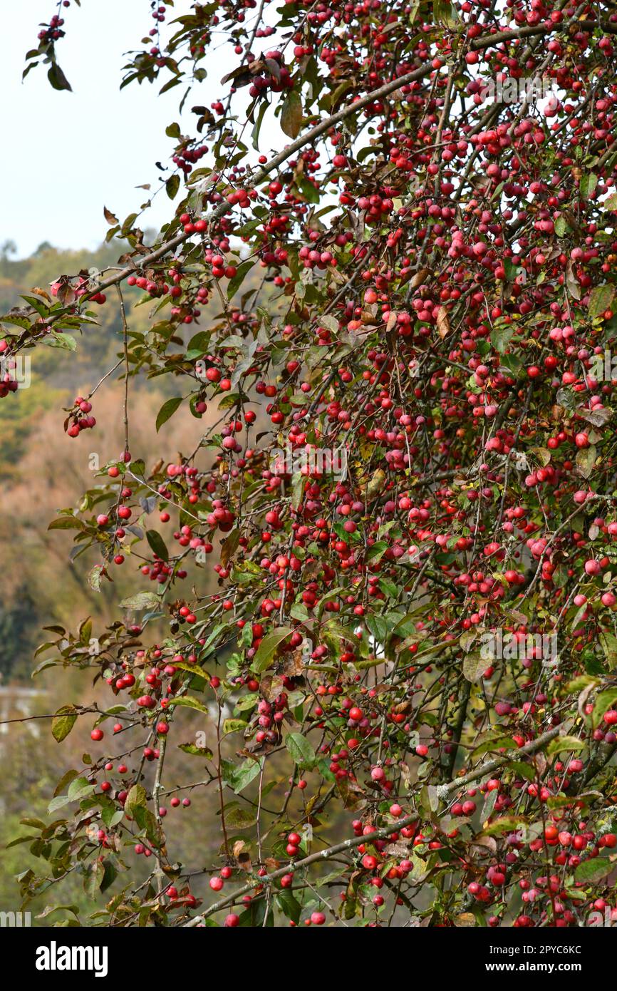 Cherry apple with red fruits- Malus baccata Stock Photo