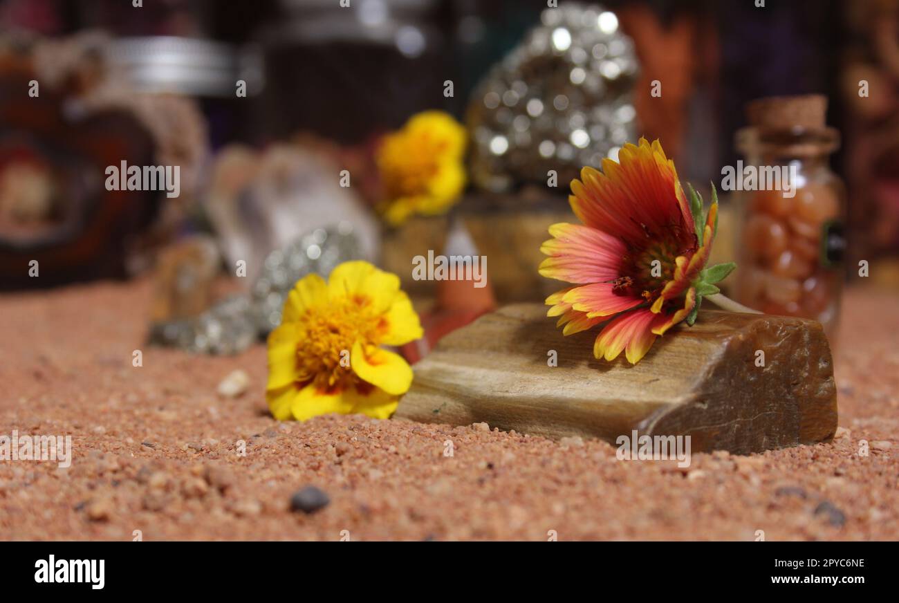 Yellow Flower on Petrified Wood and Crystals on Australian Red Sand Stock Photo
