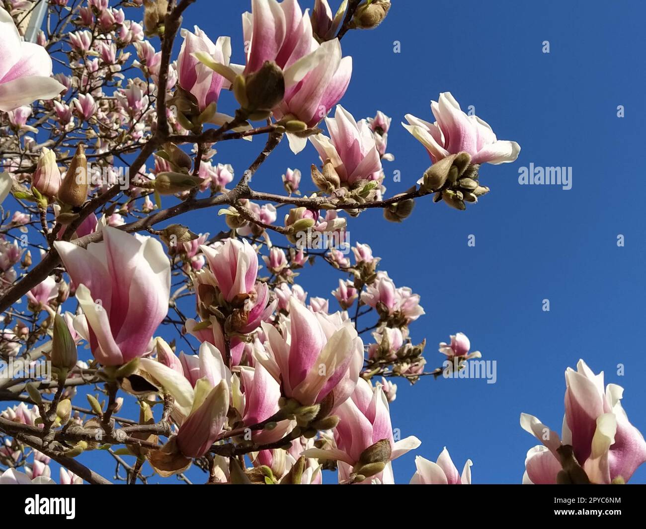 Beautiful blossoming pink flowers and magnolia buds on branches without leaves. Blue sky and sunlight. Wedding invitation or greeting card from March 8. The beginning of spring. Delicate white petals Stock Photo