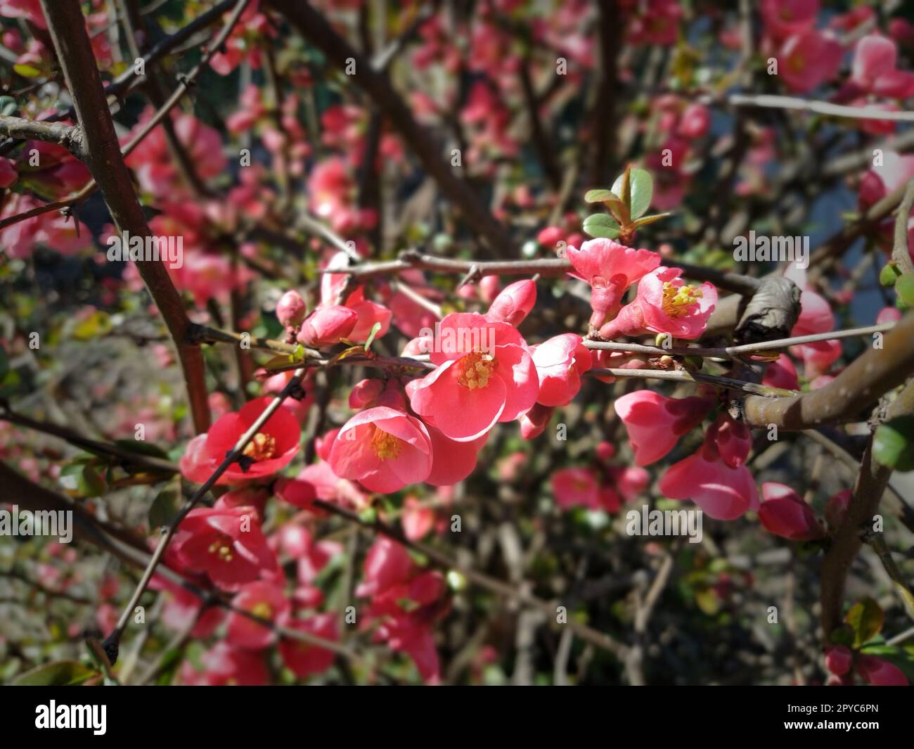 Beautiful pink and red henomeles flowers. Shrub without leaves blooms in early spring. Delicate petals and yellow stamens and pistils with nectar. Greeting card or bouquet. Dark vignetting Stock Photo
