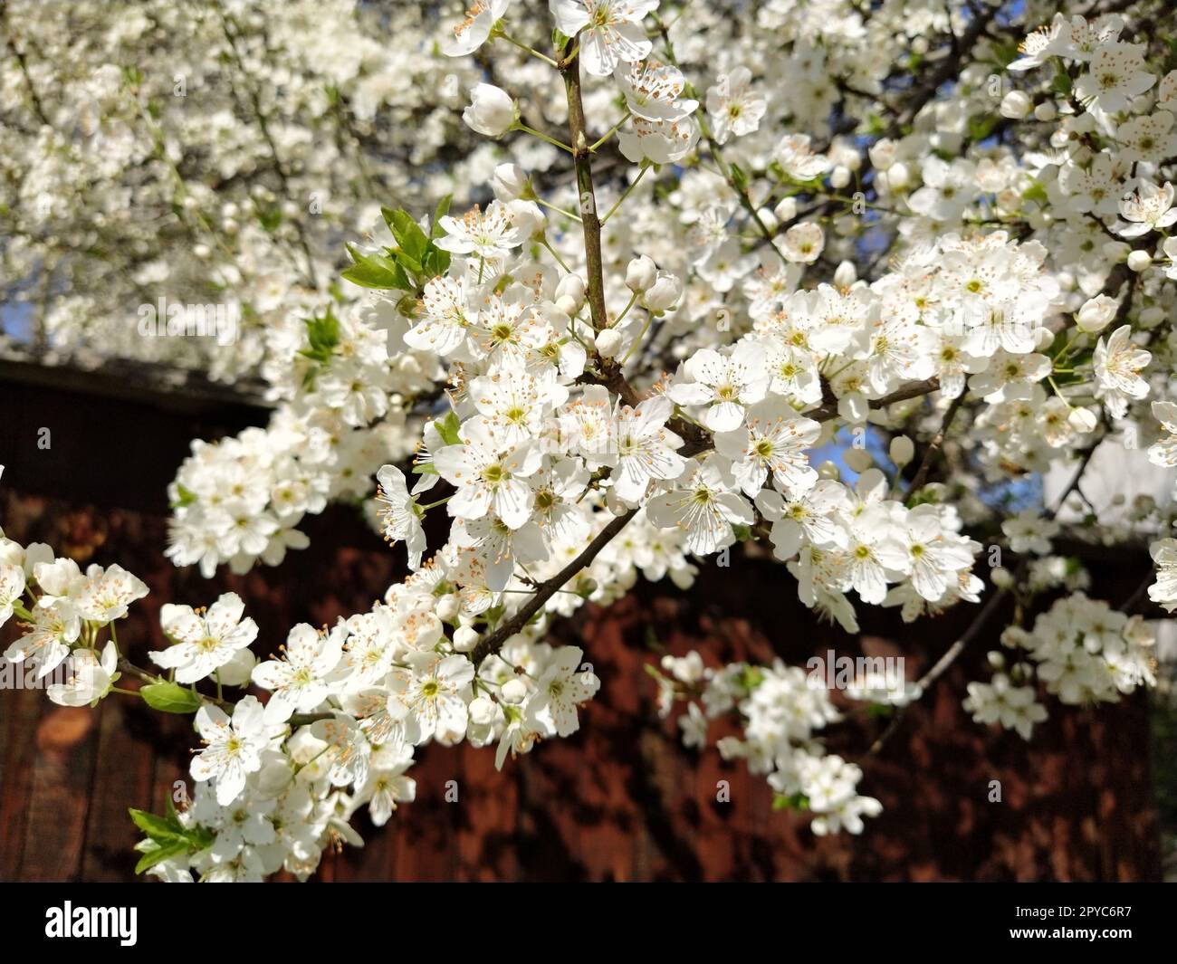 Beautiful white spring flowers. Lushly blooming cherries, apricots, plums. Spring Festival. Japanese tradition. Greeting card, layout or floral background. Delicate petals with pestles and stamens Stock Photo