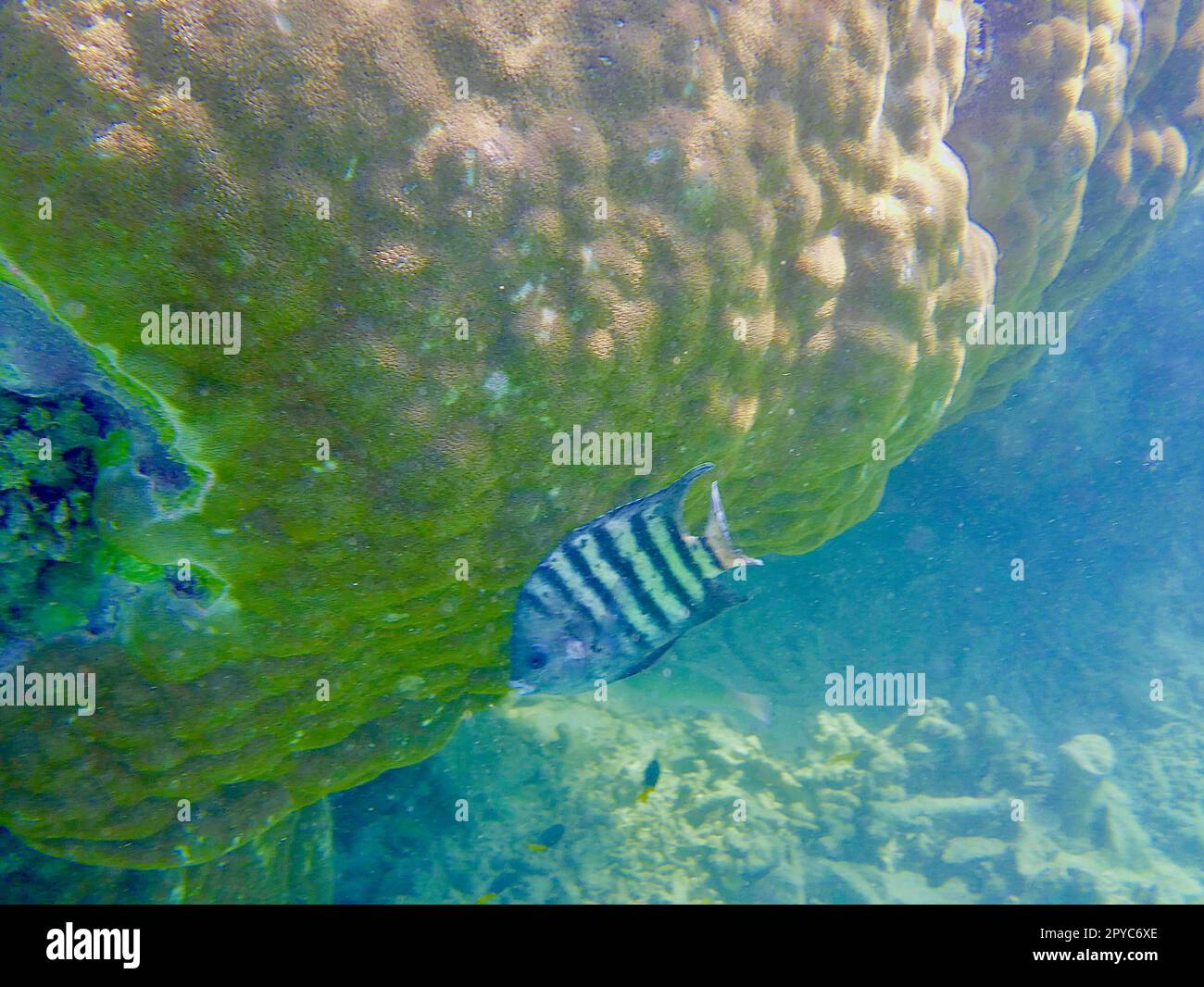An underwater view of coral in the Great Barrier Reef of Australia Stock Photo