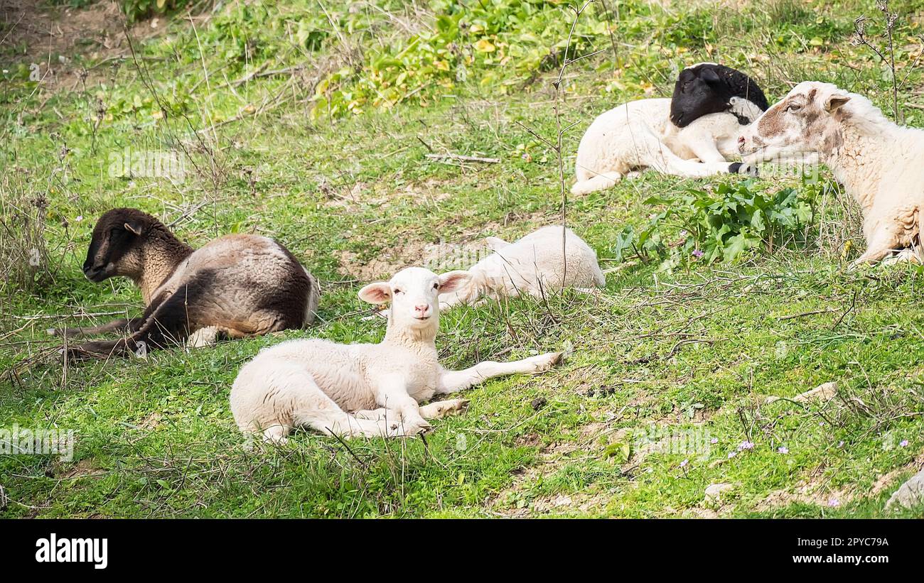 Payoya sheep resting in a meadow in the Sierra de Grazalema (CÃ¡diz, Andalusia, Spain) Stock Photo