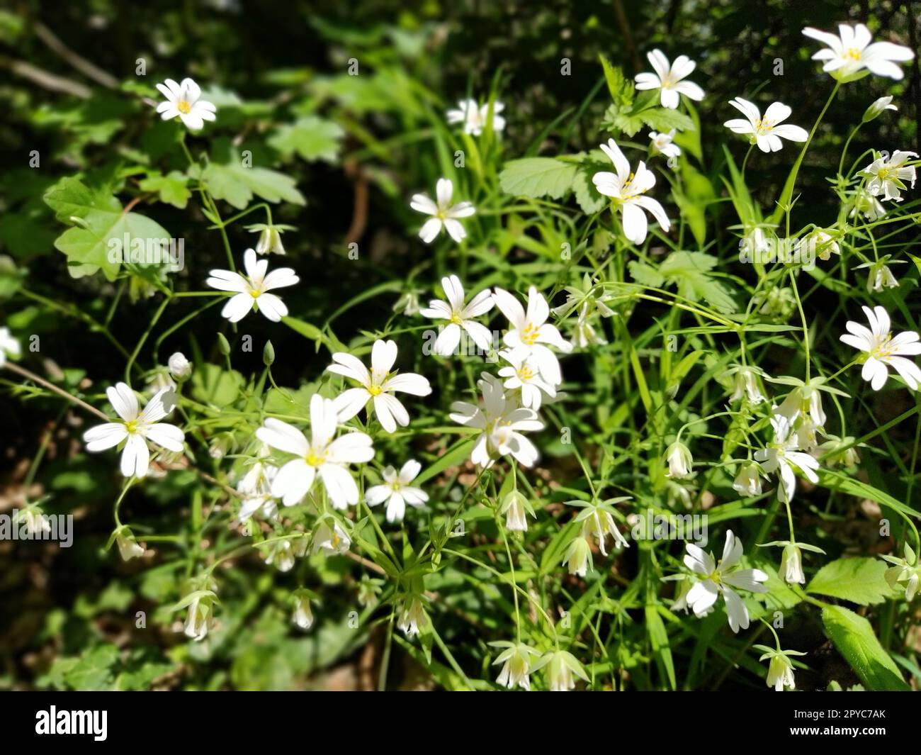 Forest starfish. Delicate white flowers in the forest. Antidiabetic agent, natural sweetener. Beautiful medicinal plants. Soft focus Stock Photo