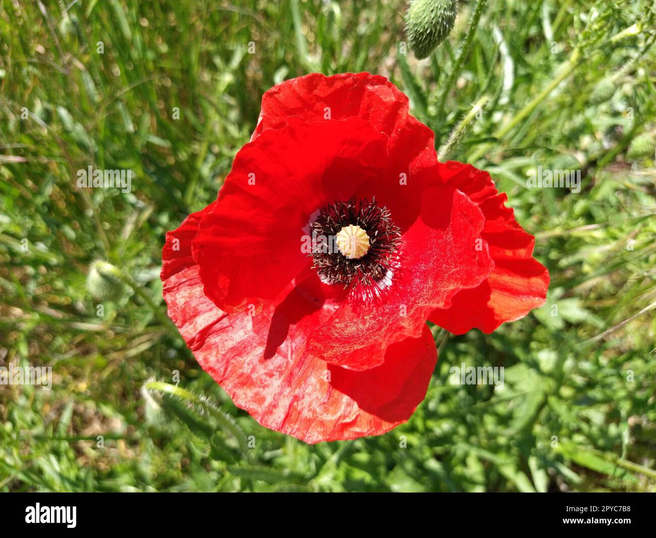 beautiful red poppy close-up. Spring or summer flower of bright color with stamens, pistils. Petal shimmering in the sun Stock Photo