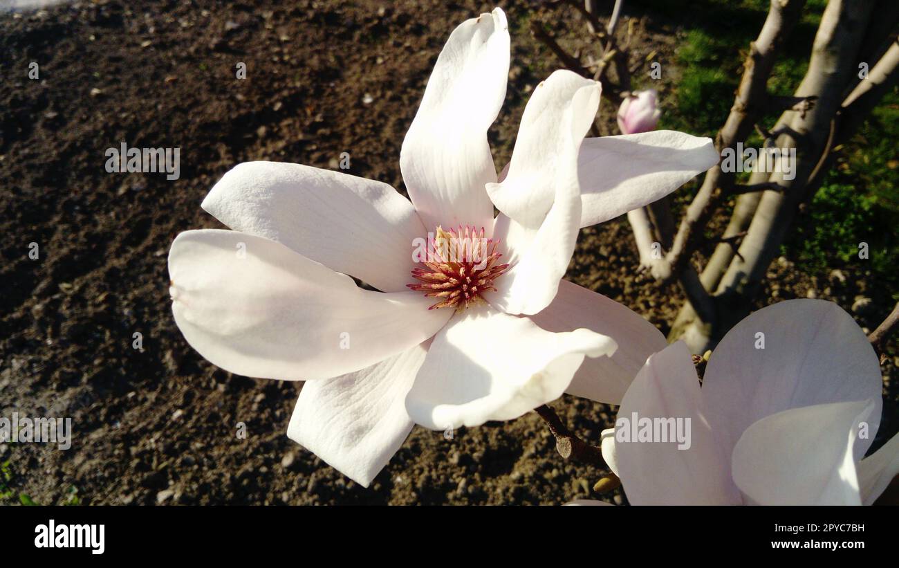 Beautiful blooming white flowers and buds of magnolia on branches without leaves. Pink pestles and stamens. Wedding invitation or greeting card. March 8. The beginning of spring. Delicate white petals Stock Photo