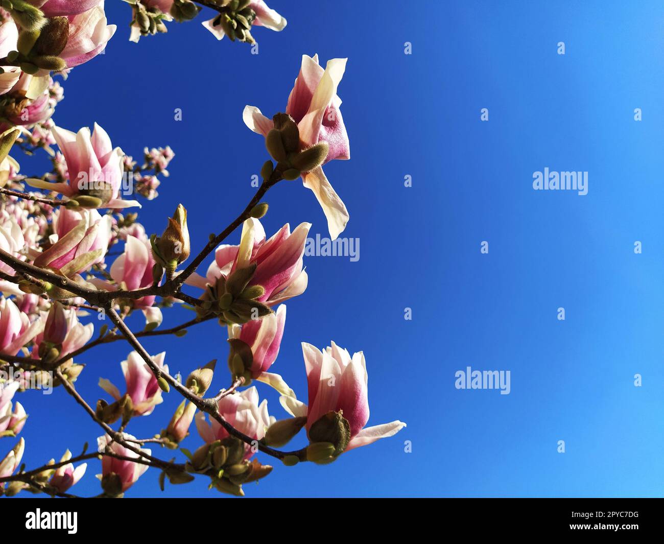 Beautiful blossoming pink flowers and magnolia buds on branches without leaves. Blue sky and sunlight. Wedding invitation or greeting card from March 8. The beginning of spring. Delicate white petals. Stock Photo