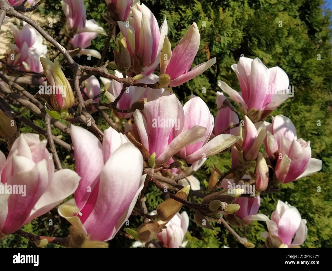 Magnolia tree without flowers hi-res stock photography and images - Alamy