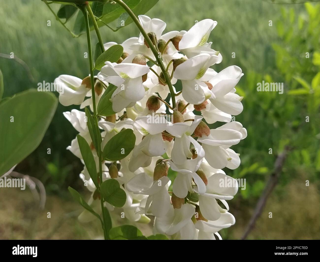 Flowers of White Acacia. Robinia pseudoacacia, commonly known in its native territory as black locust. White fragrant flowers like a good honey plant. Close up Stock Photo