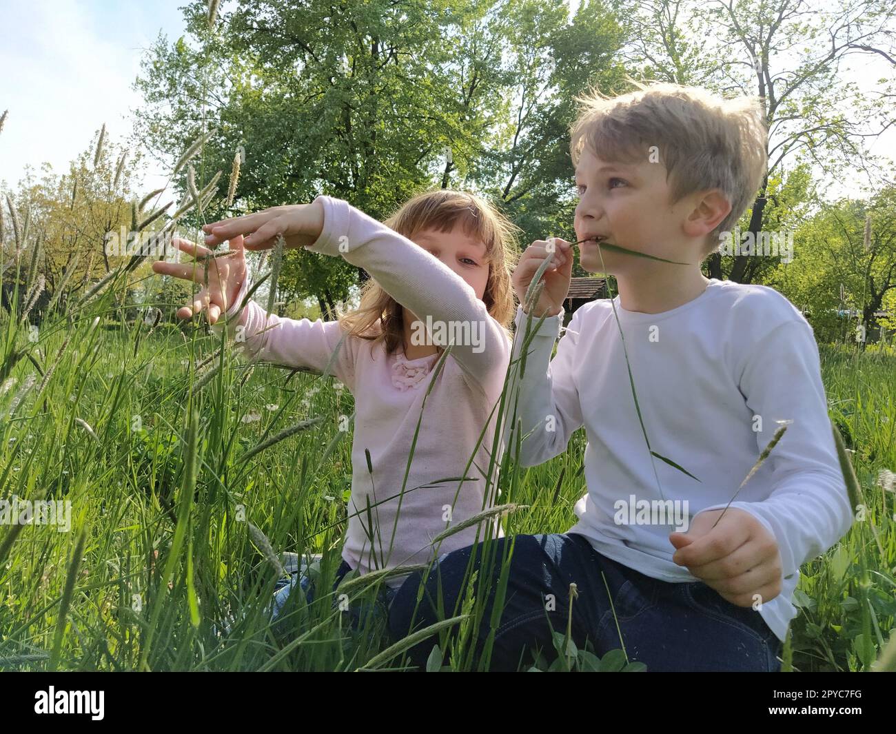 Children play in the grass, collect plants and flowers, taste the grass, and indulge. Lyovochka and a boy, brother and sister, have fun. Family concept. Allergy to flowering plants Stock Photo