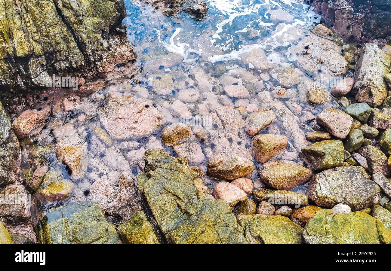 Rocks stones in water with sea urchins Puerto Escondido Mexico. Stock Photo