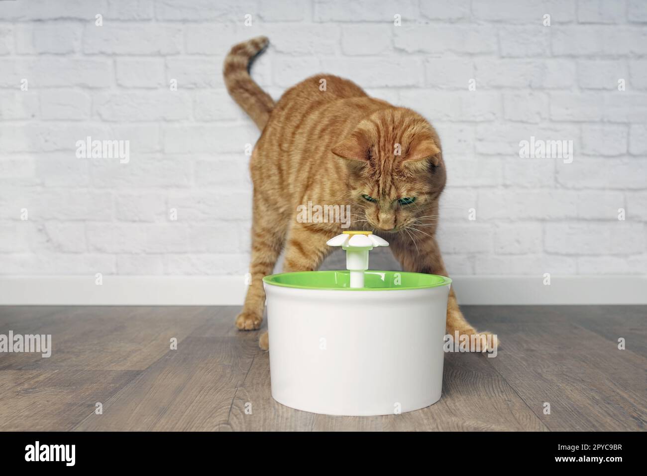 Thirsty ginger cat looking curious to a pet drinking fountain. Stock Photo