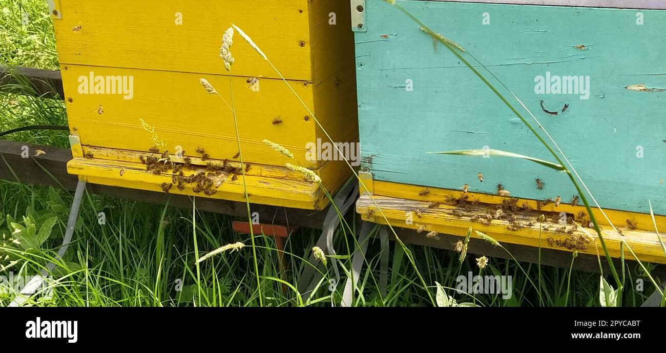 Hives with bees. Beekeeping. Hives standing in nature, and are painted ...
