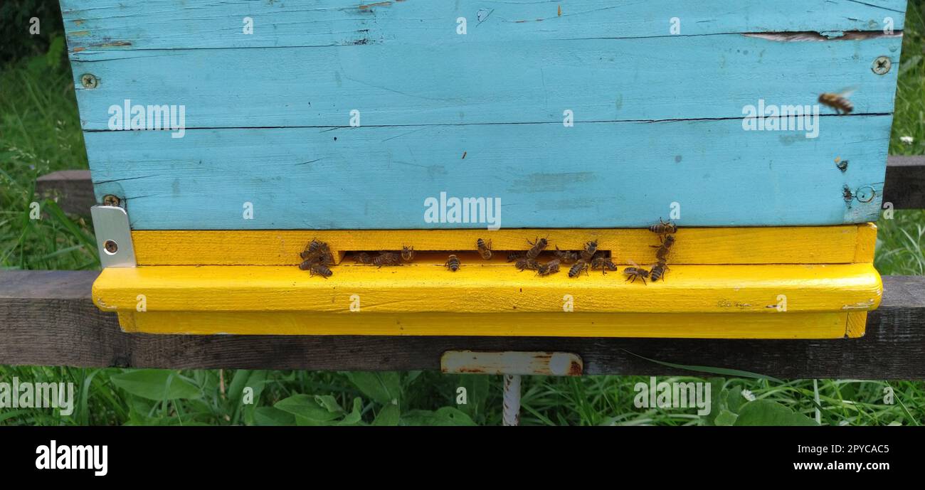 Plants for honey bees hi-res stock photography and images - Page 3