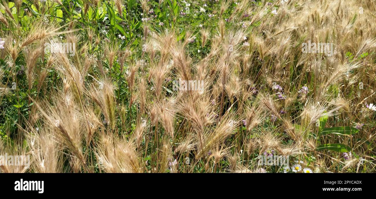 hordeum murinum aka wall barley or false barley grass plant Stock Photo