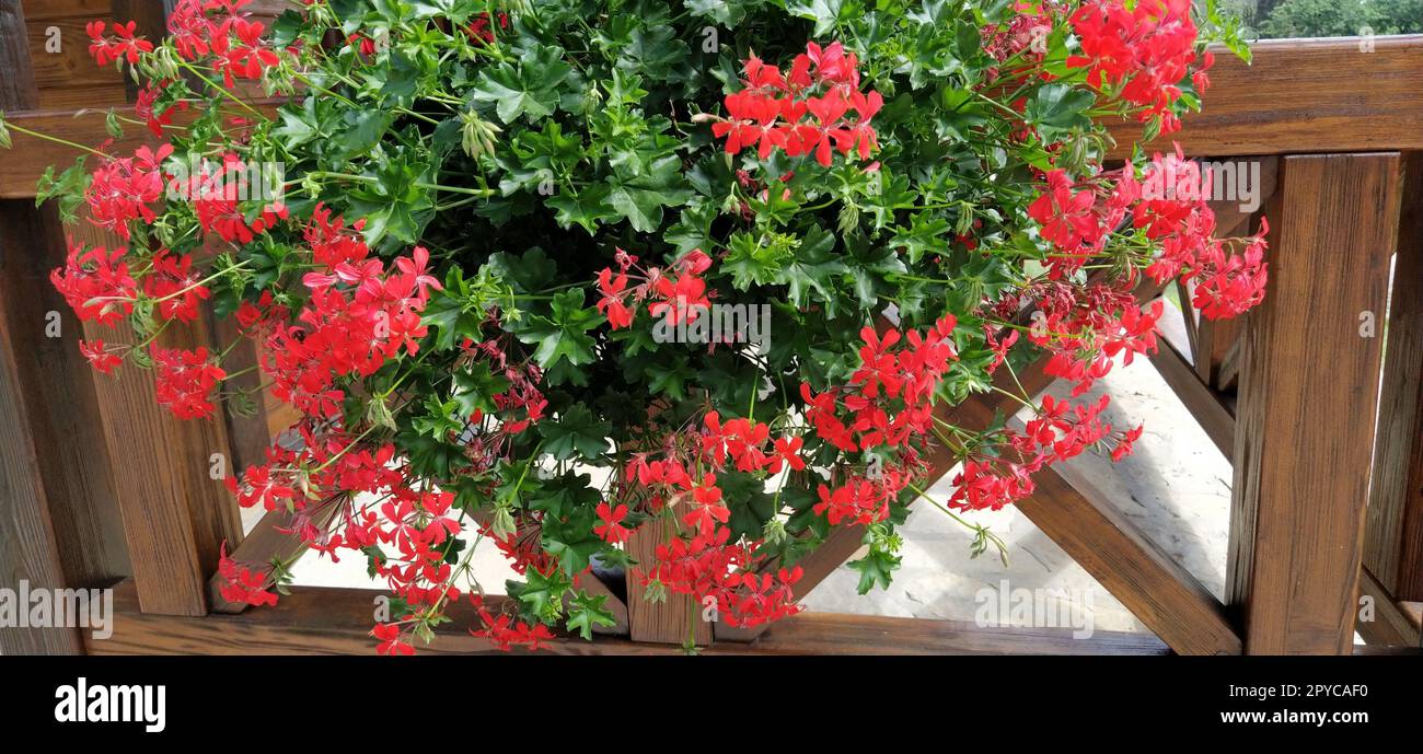 Ivy red geraniums on ethno fence. Pelargonium peltatum is a species of ...