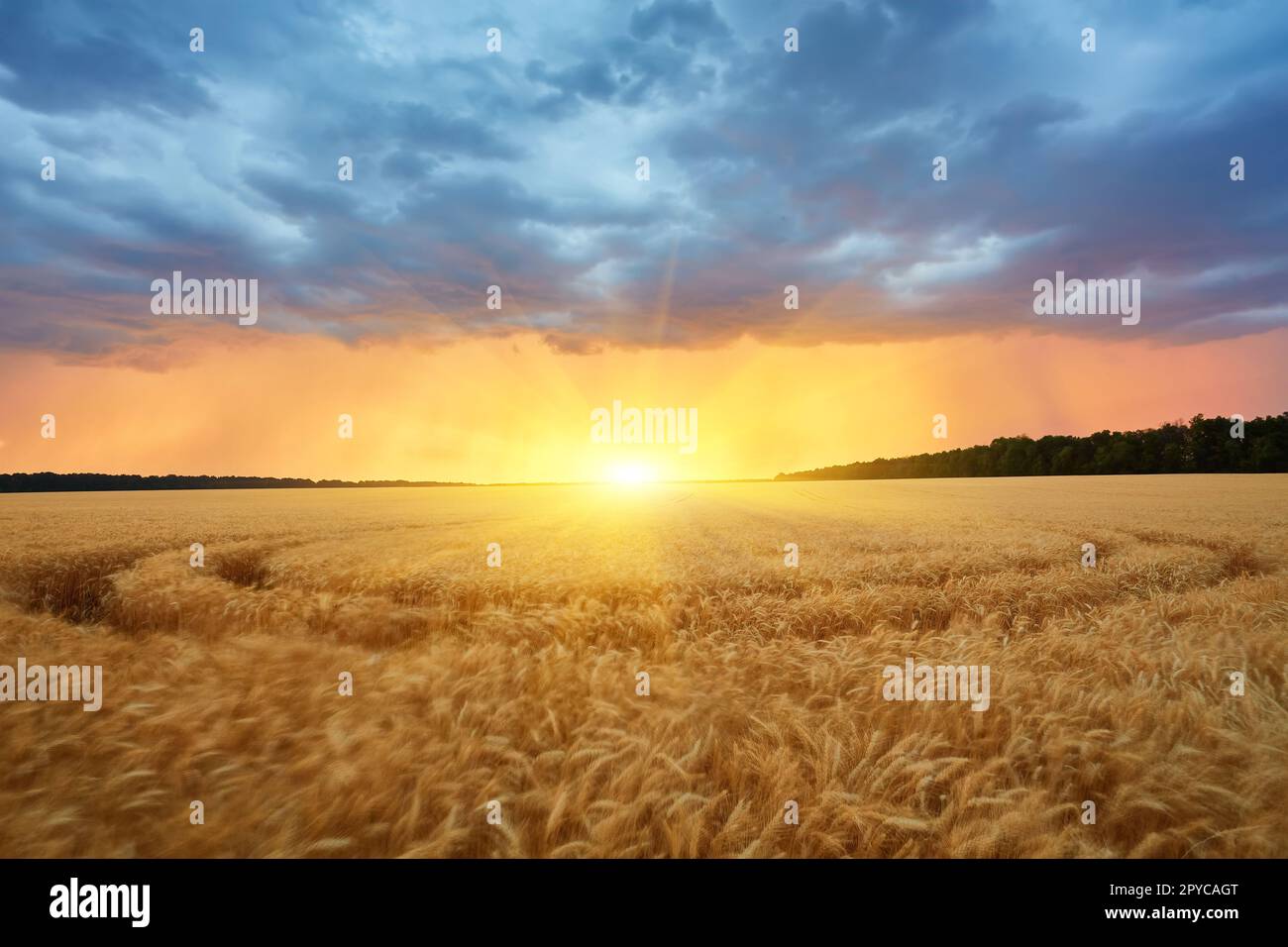Dark thunderclouds over a wheat field at sunset. The beginning of a ...