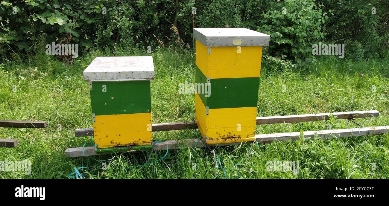 Hives with bees. Beekeeping. Hives standing in nature, and are painted ...
