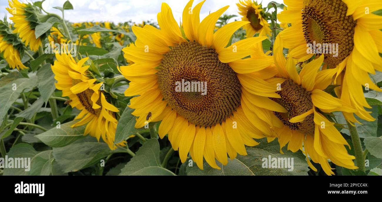Field of blooming sunflowers. Beautiful yellow large flowers with a dark middle. Agricultural concept. Large green leaves with yellow pollen fallen on them. Stock Photo