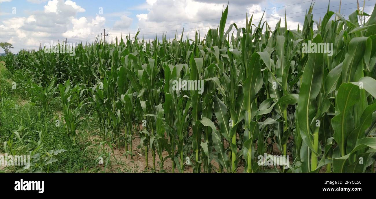 Farm field with growing corn under blue sky with dark clouds Stock Photo