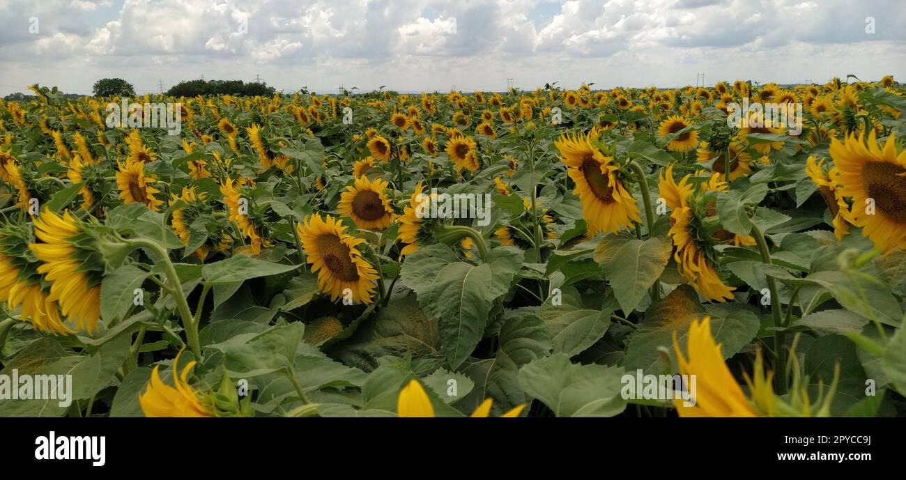 Field of blooming sunflowers. Beautiful yellow large flowers with a dark middle. Agricultural concept. Large green leaves with yellow pollen fallen on them. Stock Photo