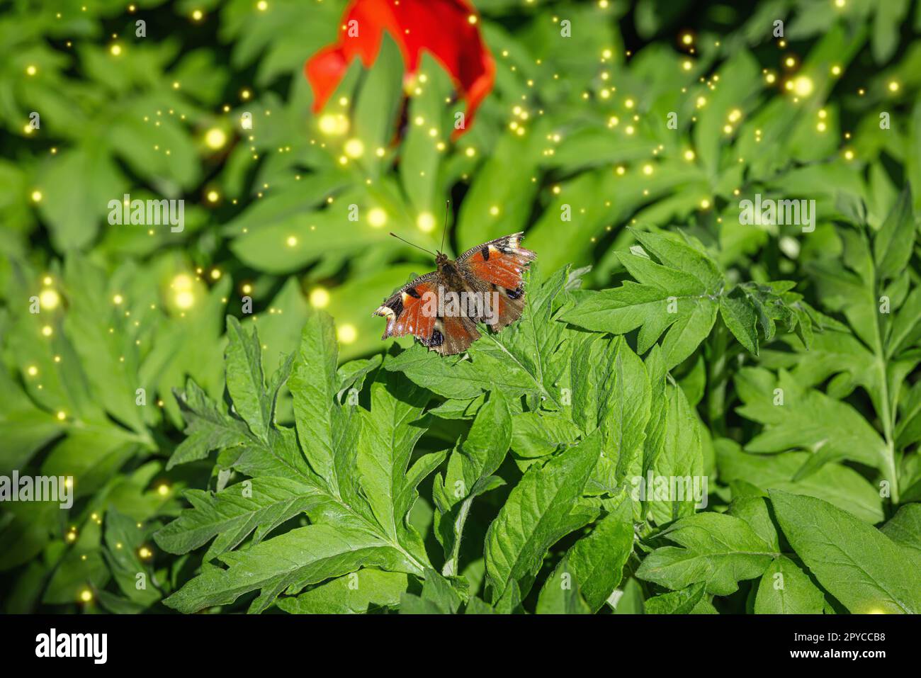 Peacock eye butterfly sits on a green leaf. Spring gardening, outdoor ...