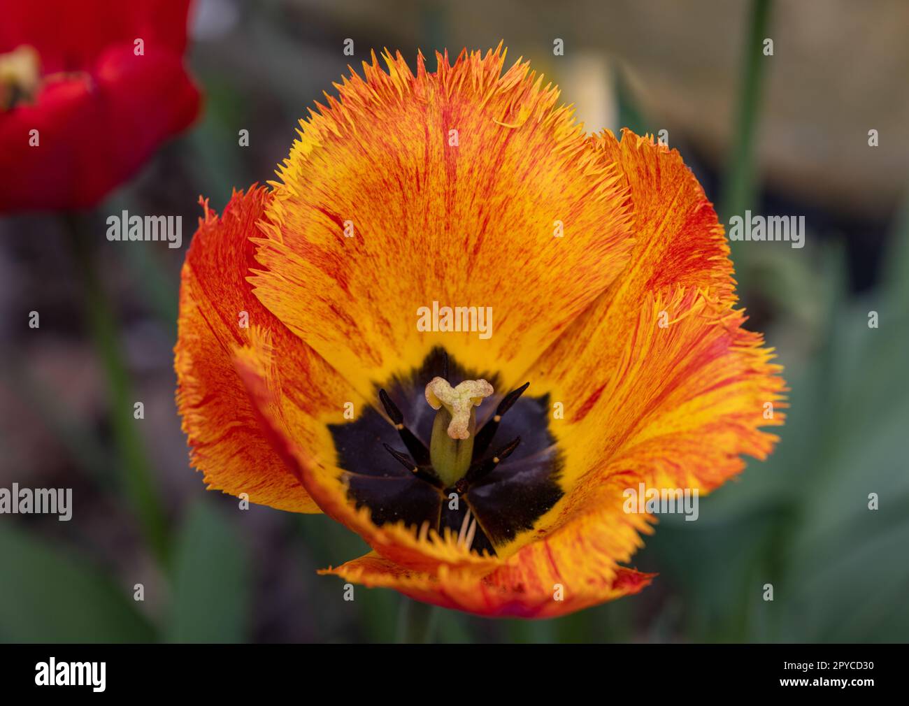 Yellow and orange tulips flowers blooming in a garden Stock Photo - Alamy