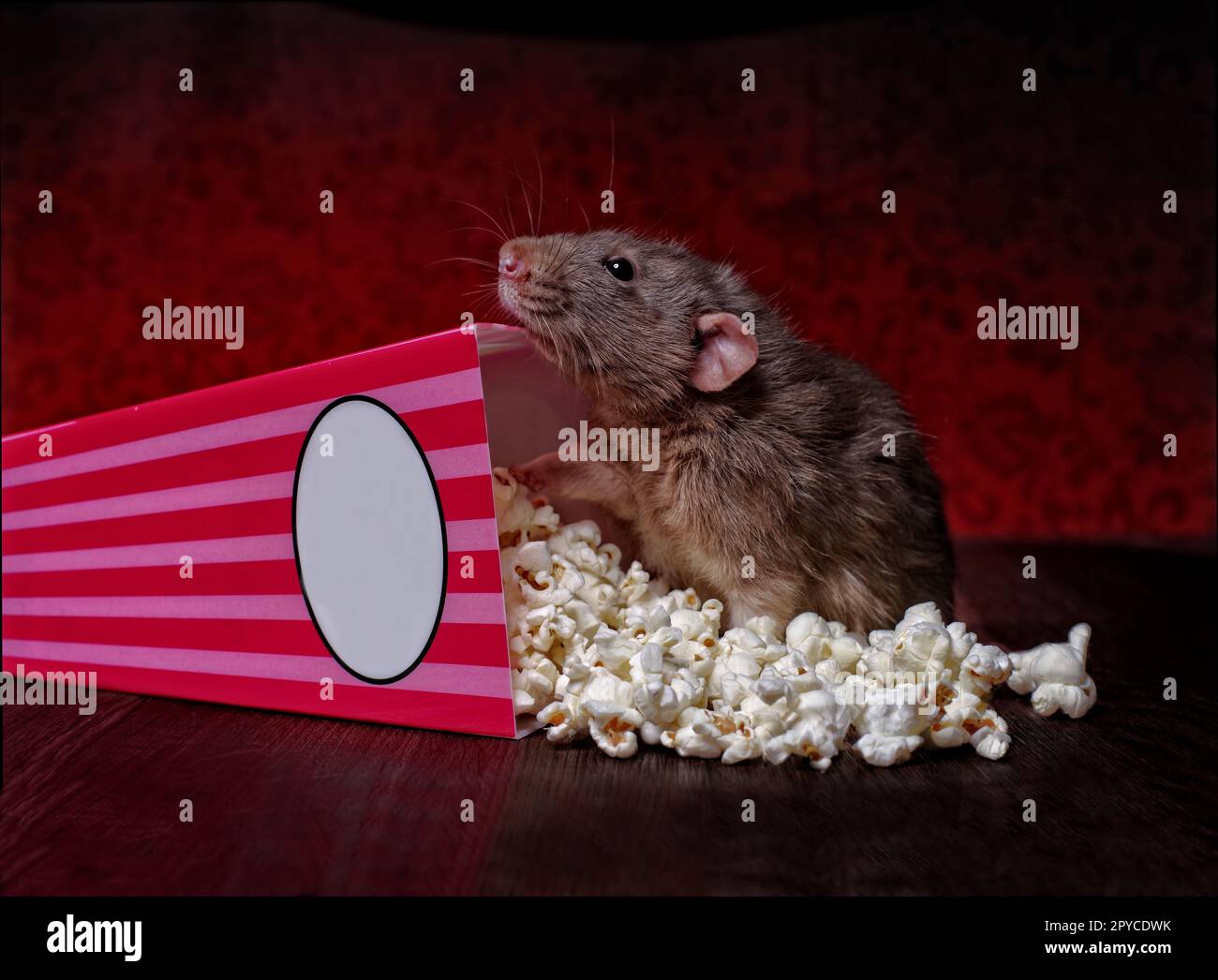 Cute rodent eating popcorn. Stock Photo