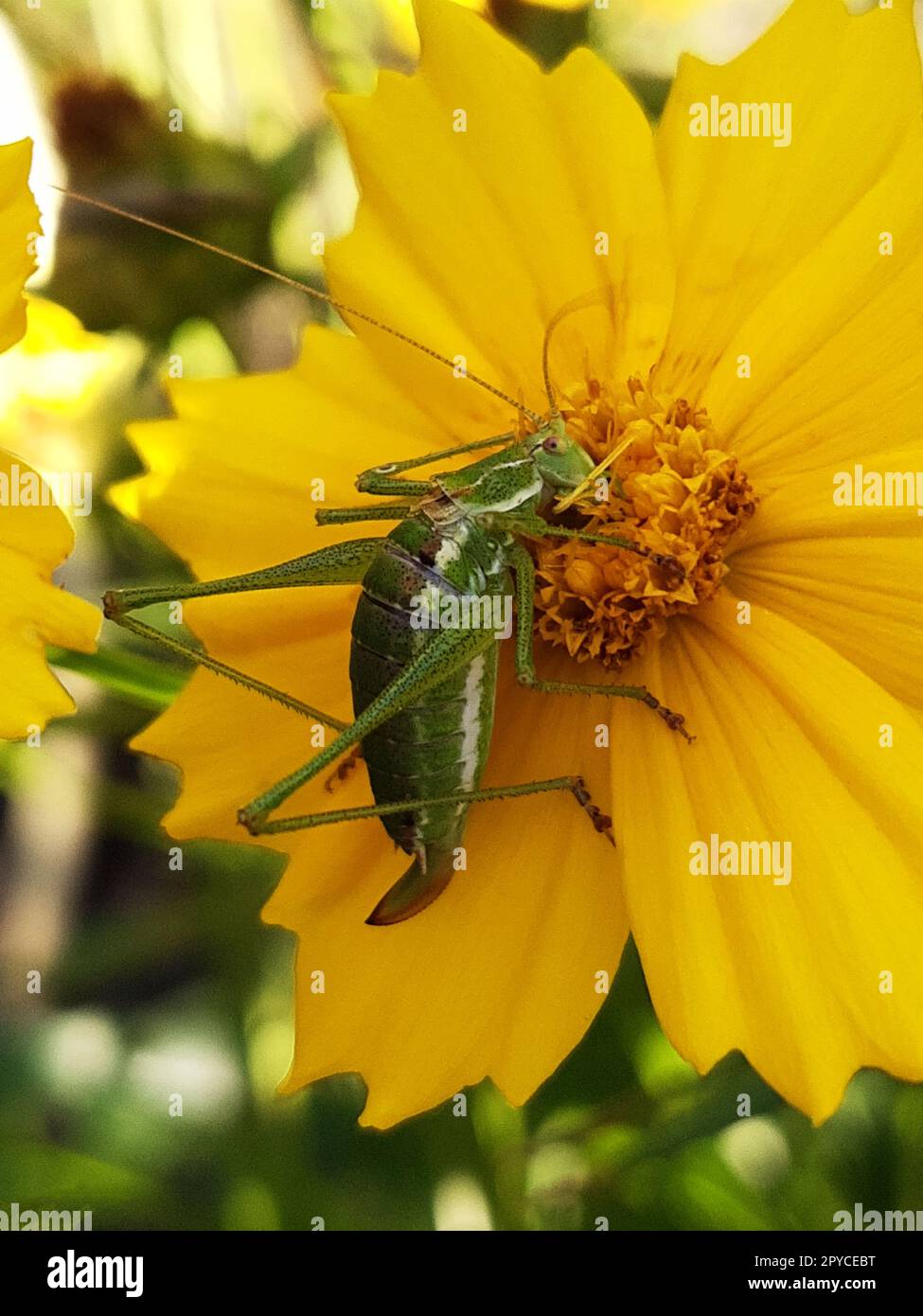 Grasshopper feeding on the pollen of a flower close-up Stock Photo