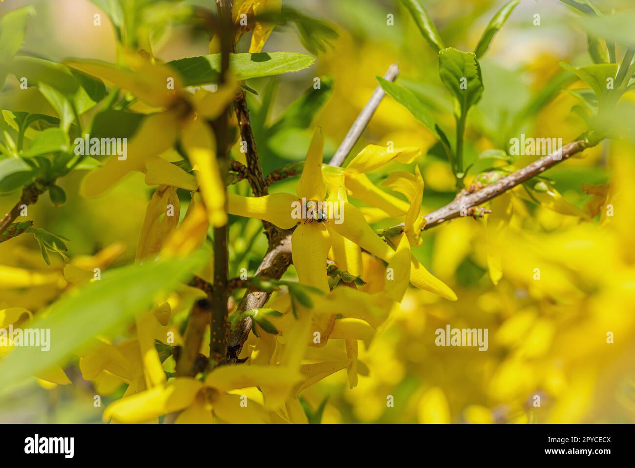 Blooming forsythia grow in the garden. Spring gardening, outdoor