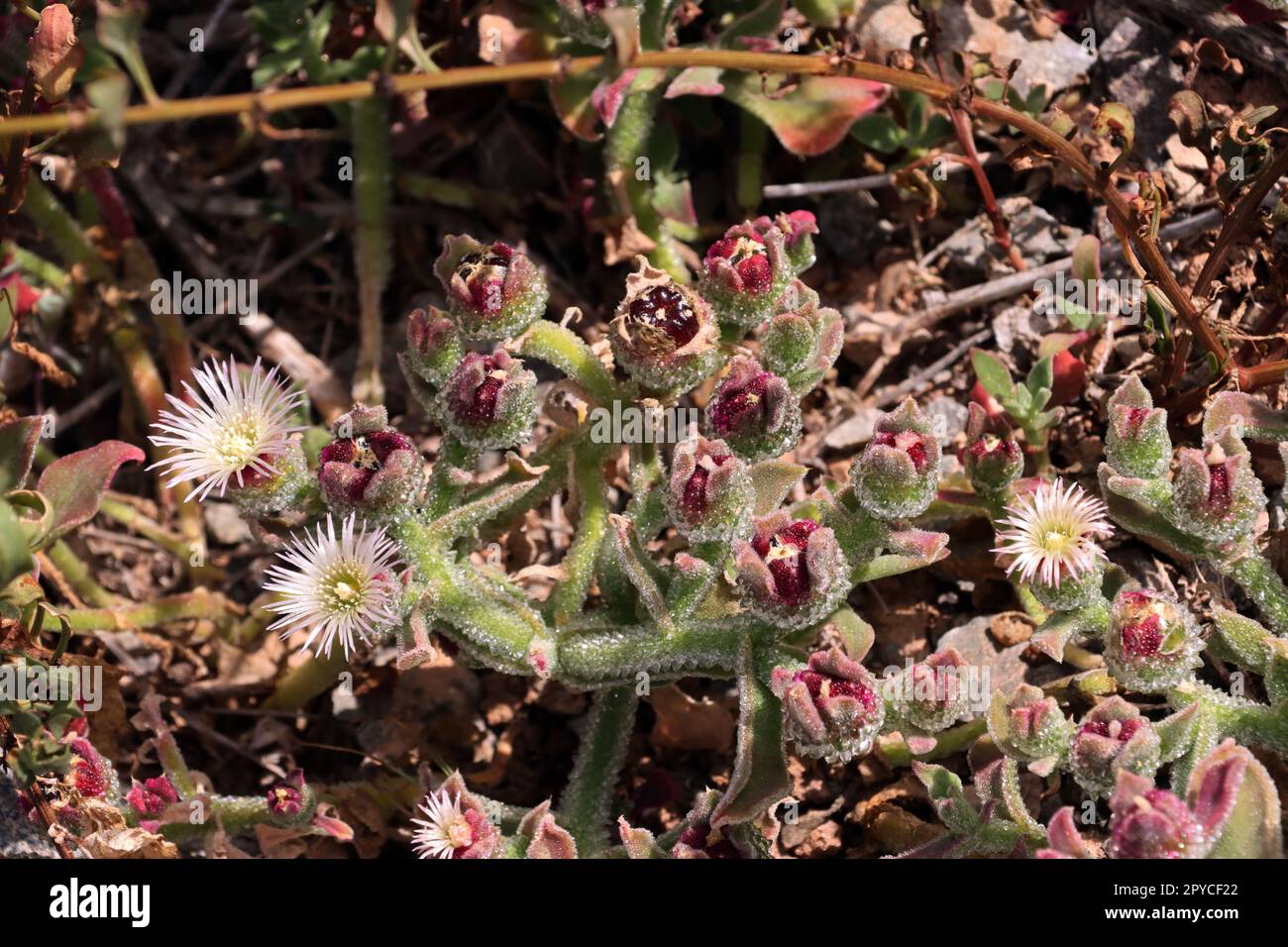 Eiskraut Mesembryanthemum crystallinum Stock Photo