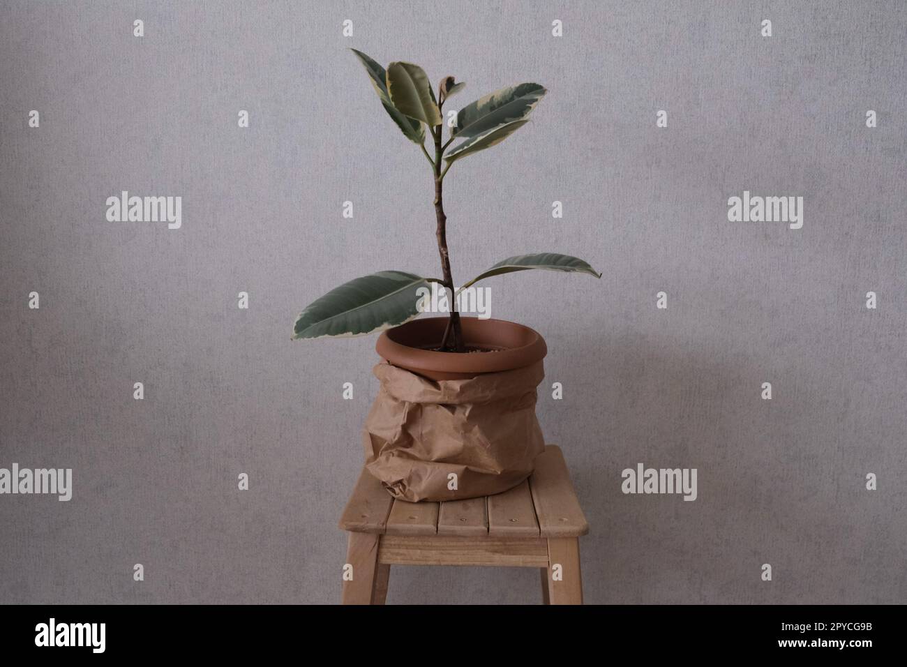 Rubber plant, Ficus Plant in a pot covered with paper bag on a coffee table, Ficus Elastica or Rubber Plant. Stock Photo