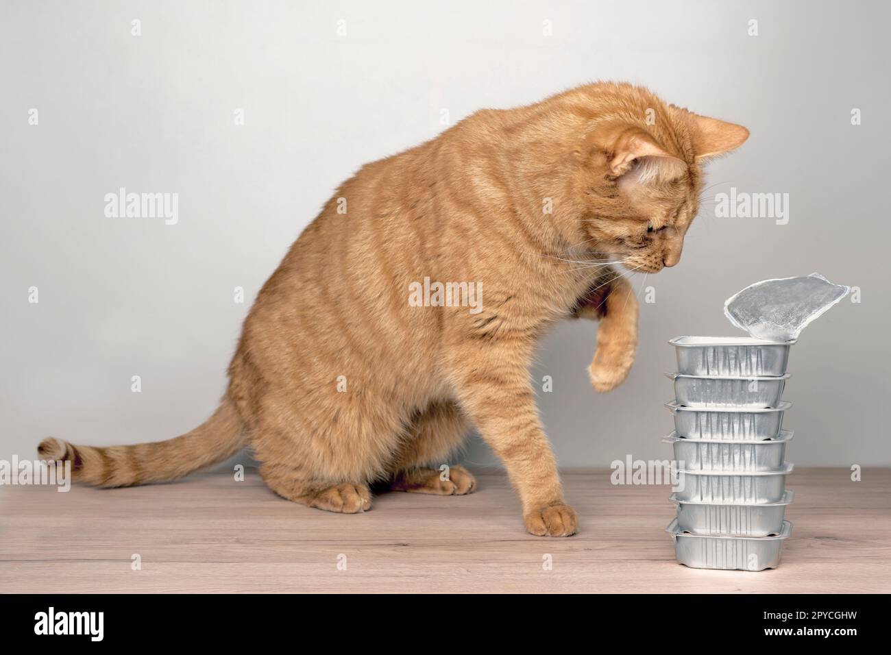 Cute tabby cat stealing food out of food bowls on the table Stock Photo ...