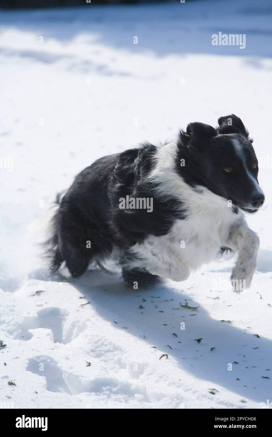 Black and white border collie running hi-res stock photography and ...