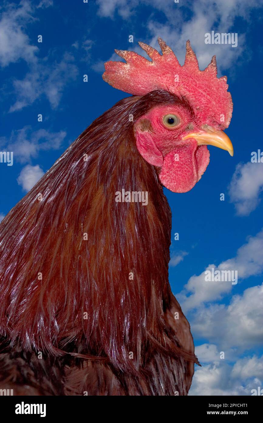 Rhode Island Red rooster Stock Photo Alamy