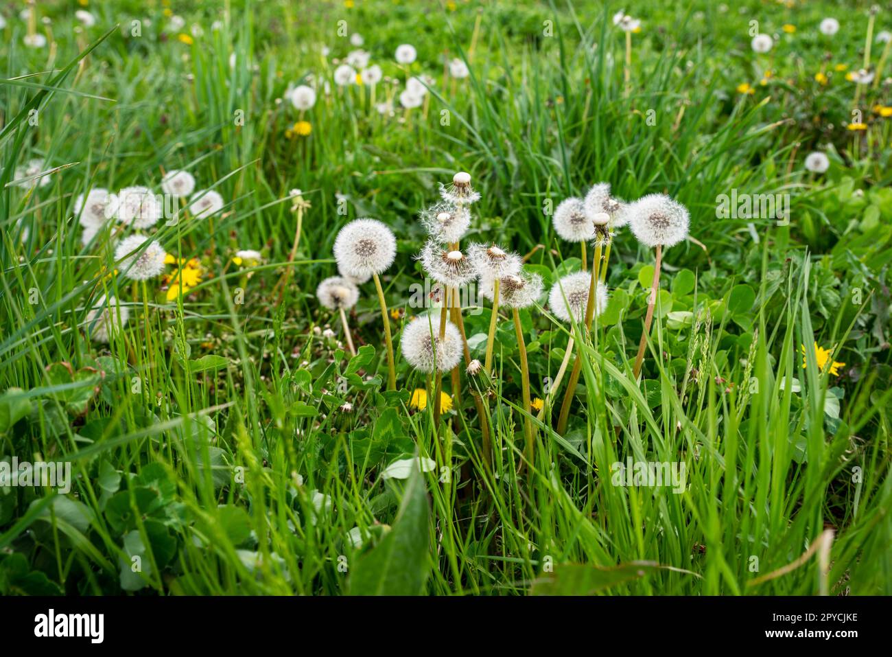 Overgrown grass and dandelions closeup springtime nature background Stock Photo