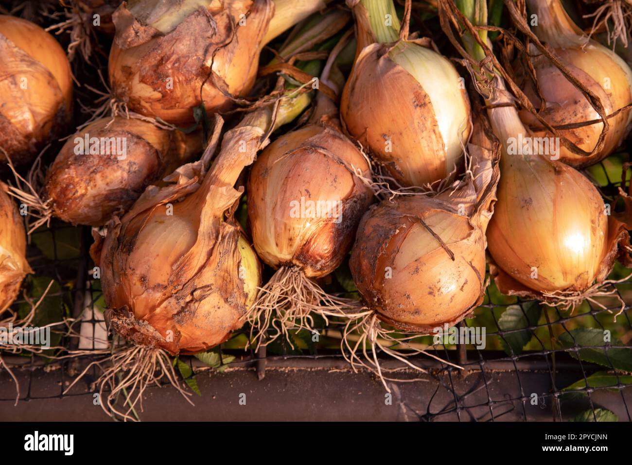 Onions with green stems, skins, roots, and garden soil still attached
