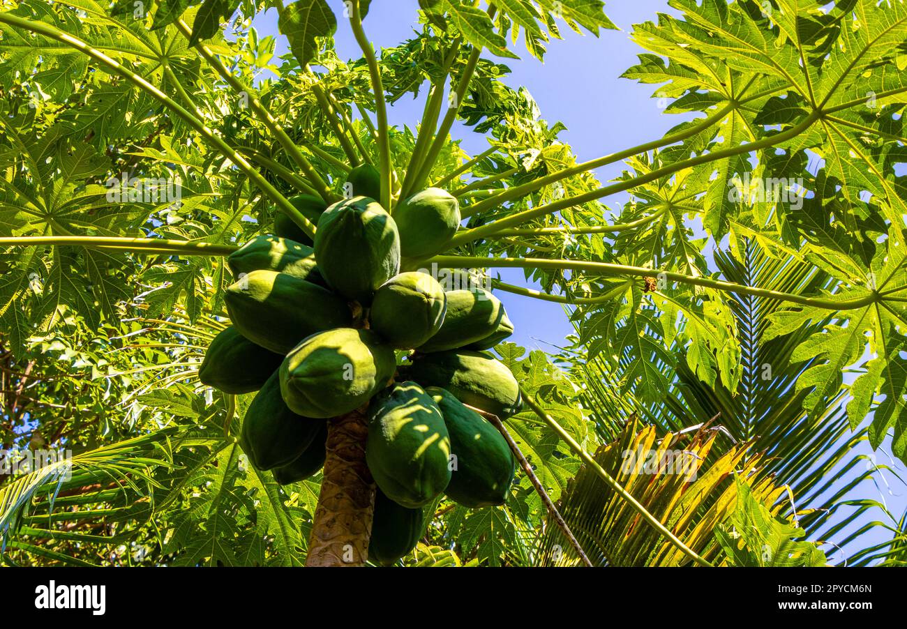 Beautiful papaya tree in tropical nature in Puerto Escondido Mexico