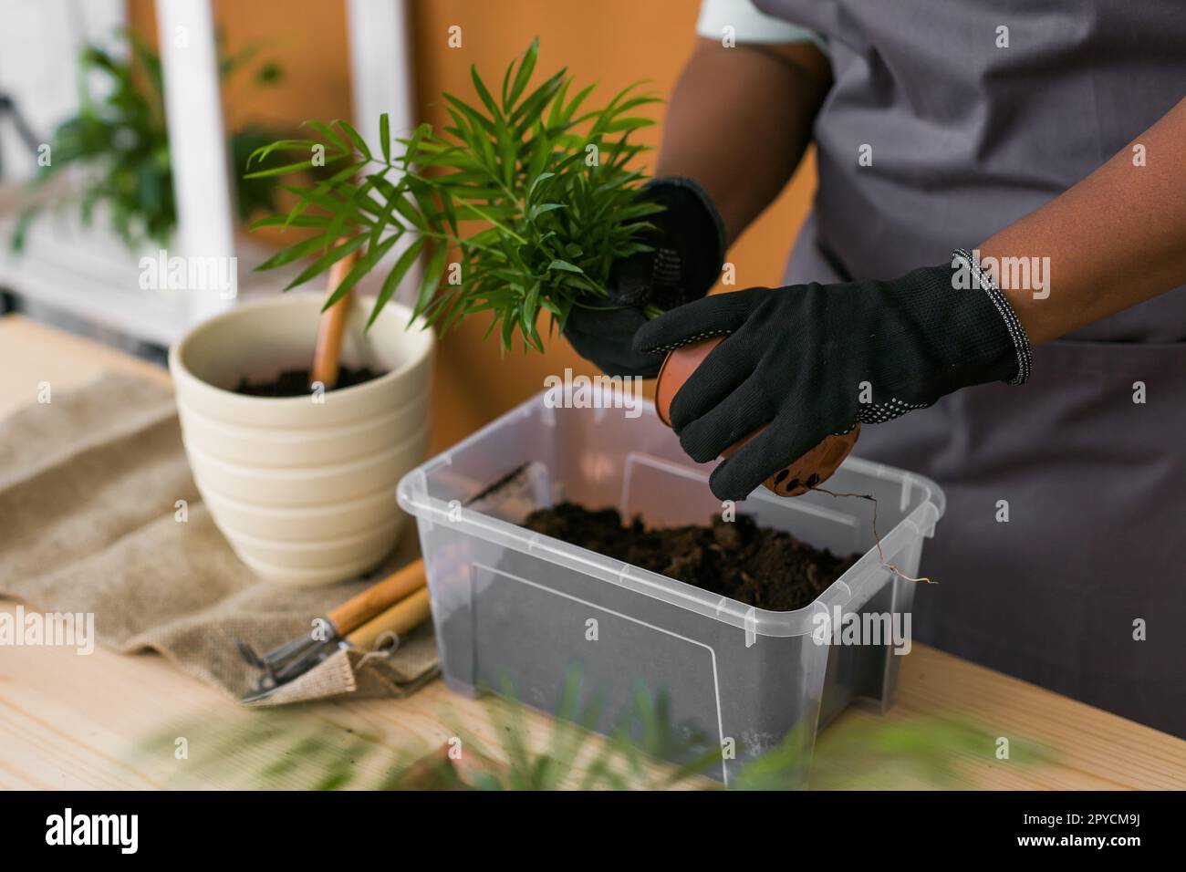 Spring hobby happy young woman transplanting in flower pot houseplant with dirt or soil at home. Gardening plant and green tropical concept Stock Photo