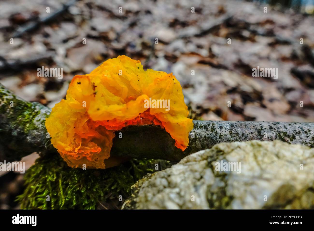 orange jelly hedgehog mushroom on a tree in the winter detail Stock Photo
