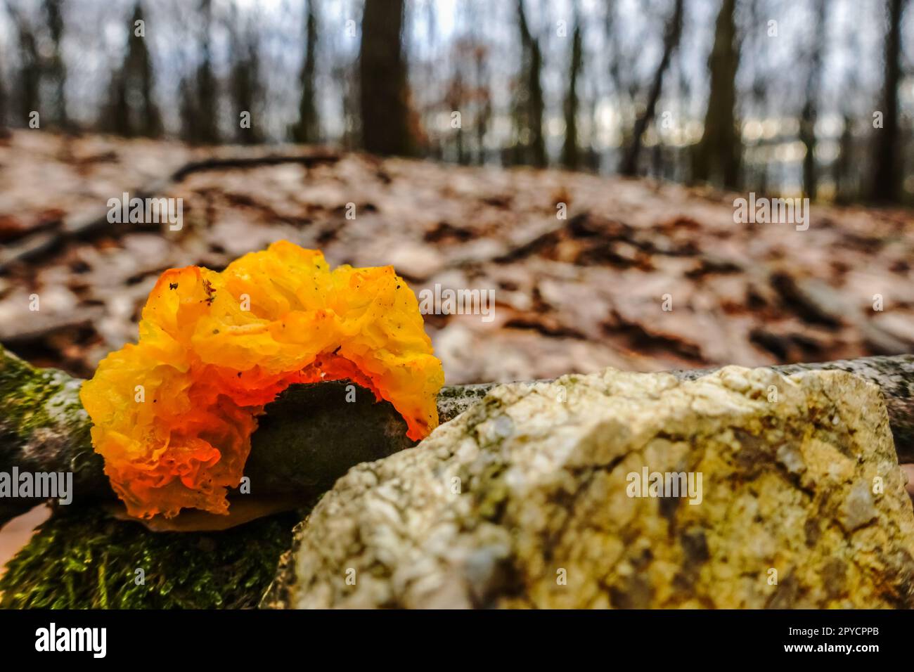 orange jelly hedgehog mushroom on a tree in the winter Stock Photo