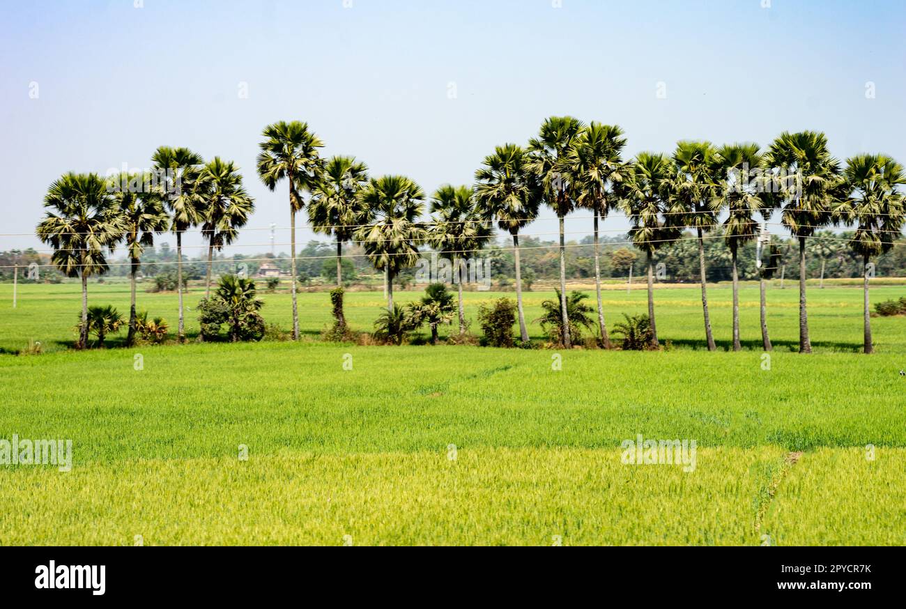 Palm trees lined up in sn agricultural field filled with rice crops ...