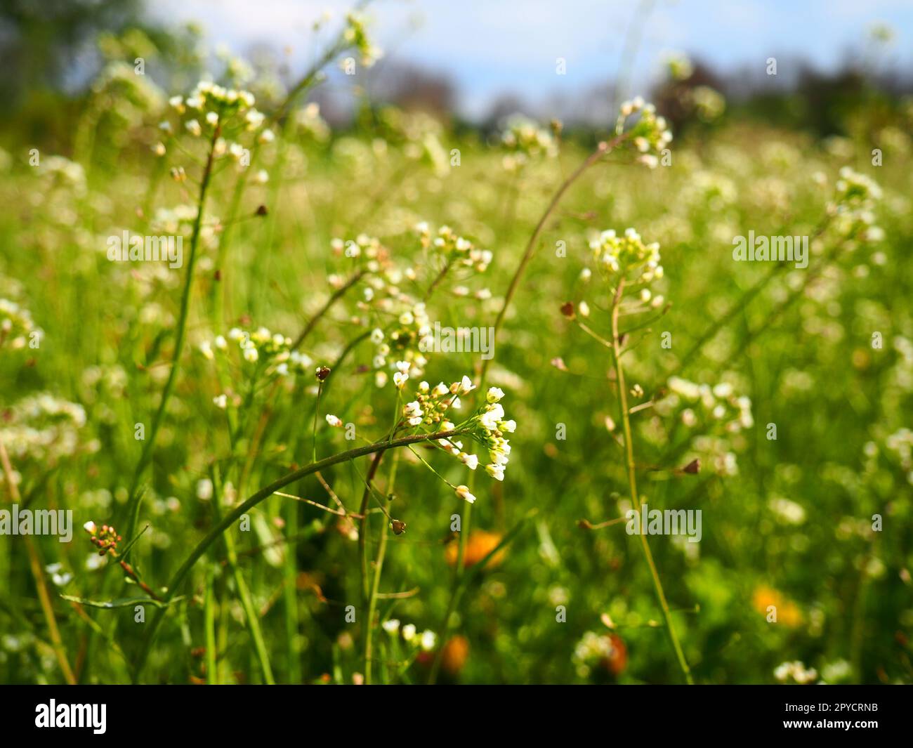 shepherds purse plant in the meadow capsella bursa pastoris meadow or field lawn in the forest blooming field grasses blooming wild meadow or pasture fresh green grass in spring white flowers 2PYCRNB